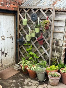Hanging plants
