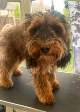 Bruno before his first full groom